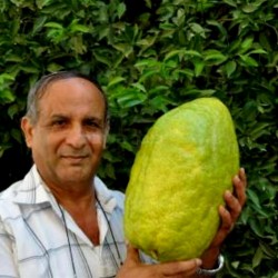 Sementes de Limão Gigante - 4 kg de fruta (Citrus Medica Cedrat) 3.7 - 1