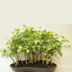 Dwarf Umbrella Tree Seed (Schefflera arboricola) 2.15 - 4