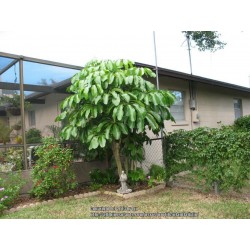 Dwarf Umbrella Tree Seed (Schefflera arboricola) 2.15 - 7