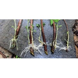 Veloce radicazione Ormone, radicazione talee, migliorare la germinazione dei semi 1.65 - 4