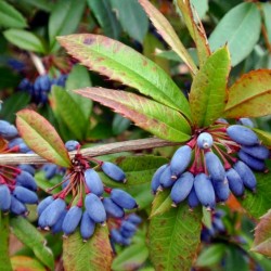 Wintergreen barberry or Chinese barberry Seeds 1.5 - 4