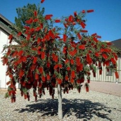 Träd – Bonsai Frön Callistemon viminalis 2.5 - 1