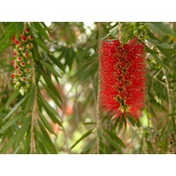Träd – Bonsai Frön Callistemon viminalis 2.5 - 3