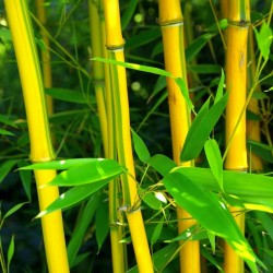 Graines de Bambou Tracant (Fargesia fungosa) 2.25 - 3