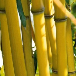 Κίτρινο Μπαμπού Σπόροι (Fargesia Fungosa) 2.25 - 2