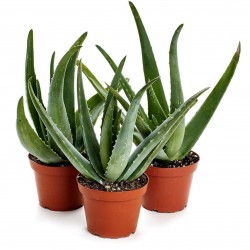 Semillas de Aloe vera 4 - 6