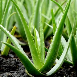 Semi di Aloe vera 4 - 5