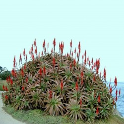 Aloe arborescens - Aloja Seme 4 - 4