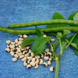 Σπόροι Φασόλι μαυρομάτικο (vigna unguiculata) 2.5 - 4