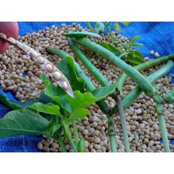 Σπόροι Φασόλι μαυρομάτικο (vigna unguiculata) 2.5 - 5