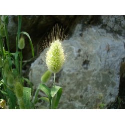 Lagurus ovatus - Zecji Repic Seme 1.65 - 4