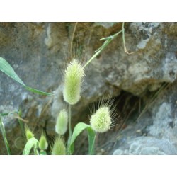 Lagurus ovatus - Zecji Repic Seme 1.65 - 5