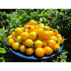 Sementes de tomate GOLD NUGGET 1.85 - 4