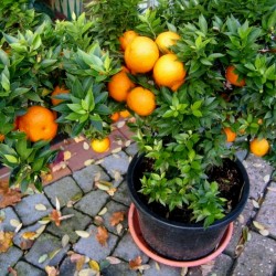Semi di Arancione CHINOTTO (citrus myrtifolia) 6 - 5
