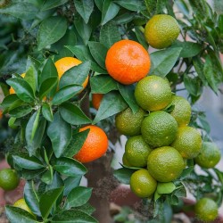 Graines de Orange CHINOTTO (Citrus myrtifolia) 6 - 6