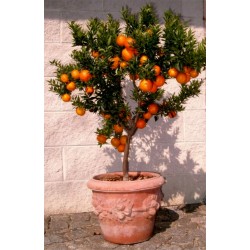 Semi di Arancione CHINOTTO (citrus myrtifolia) 6 - 7