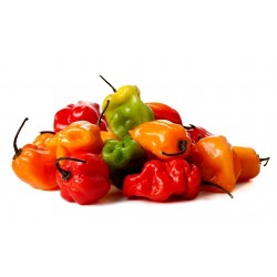 Πορτοκαλί - Κόκκινο Habanero Σπόροι Τσίλι - πιπέρι