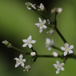 Σπόρους Ιαπωνικό Μαϊντανό (Cryptotaenia japonica) 1.35 - 3