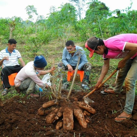 Cassava, Yuca, Macaxeira, Mandioca, Aipim Seeds 3 - 1