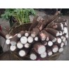 Semi di Manioca, Cassava, Yuca 3 - 3