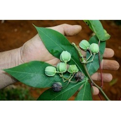 Cassava, Yuca, Macaxeira, Mandioca, Aipim Seeds 3 - 5