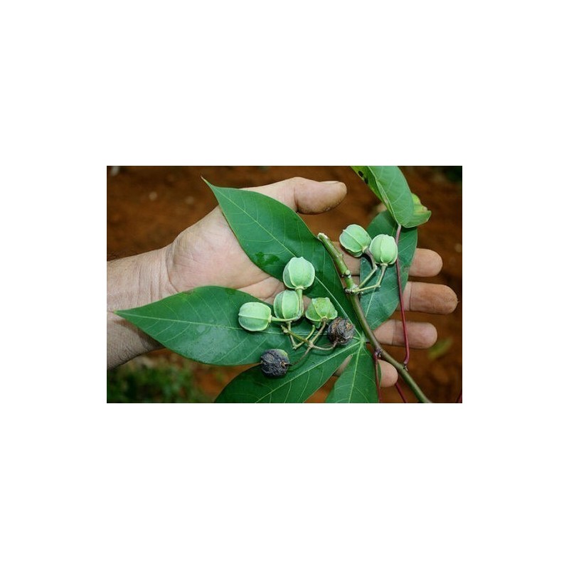 Cassava, Yuca, Macaxeira, Mandioca, Aipim Seeds 3 - 5
