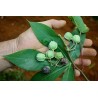 Cassava, Yuca, Macaxeira, Mandioca, Aipim Seeds 3 - 5