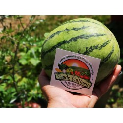 Mini Wassermelone Sugar Baby Samen 2.25 - 4
