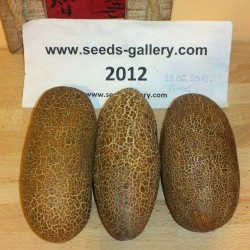 Poona Kheera Cucumber Seeds 2.35 - 2