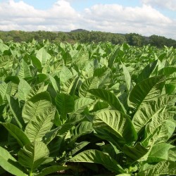 Semillas de Tabaco Cub. Criollo 98 2.5 - 2