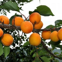 Маньчжурские абрикосовые семена 4.5 - 2