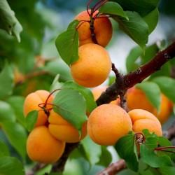 Manchurian Aprikos Frön (Prunus armeniaca) 4.5 - 3