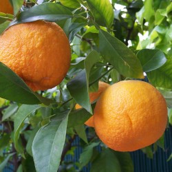 Gorka Narandza Seme (Citrus aurantium) 1.85 - 2