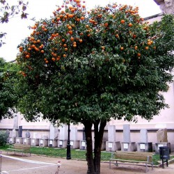 Νεραντζιά σπόροι - πορτοκαλιά της Σεβίλης 1.85 - 4