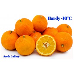 Gorka Narandza Seme (Citrus aurantium) 1.85 - 1