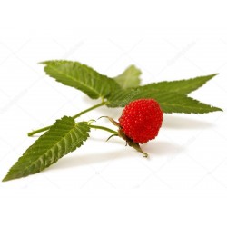 Jordgubbshallon Frön (Rubus illecebrosus) 0 - 3