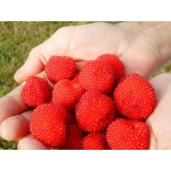 Graines Framboisier fraise japonais (Rubus illecebrosus) 0 - 5