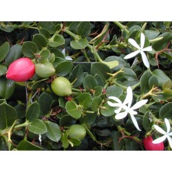 Natal Plum Frön (Carissa macrocarpa) 2.5 - 5