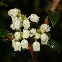 Semillas de Tasmanian Snowberry bayas comestibles 1.35 - 1