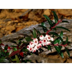 Semillas de Tasmanian Snowberry bayas comestibles 1.35 - 2