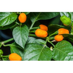 Σπόροι τσίλι Cumari o Passarinho (Capsicum chinense) 2 - 4