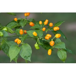 Σπόροι τσίλι Cumari o Passarinho (Capsicum chinense) 2 - 5