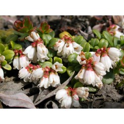 Σπόροι βακκίνιο (Vaccinium vitis idaea) 1.85 - 5