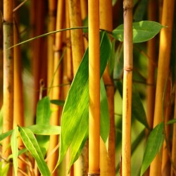 Zlatni Bambus Seme (Phillostachis aurea) 1.95 - 10