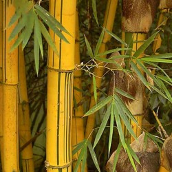 Zlatni Bambus Seme (Phillostachis aurea) 1.95 - 8