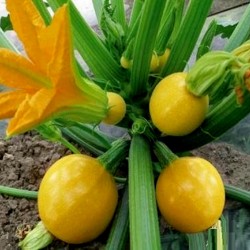 Gelber Runder Zucchini Samen 1.95 - 1
