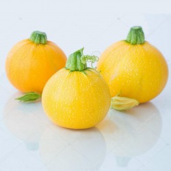 Gelber Runder Zucchini Samen 1.95 - 2