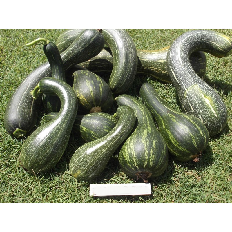 Long of Naples Squash Seeds 2.05 - 3