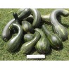 Long of Naples Squash Seeds 2.05 - 3