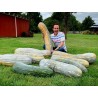 Long of Naples Squash Seeds 2.05 - 4